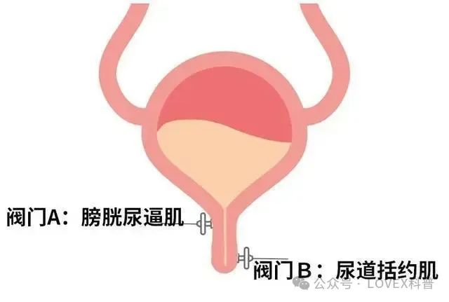 膀胱阀门示意图
